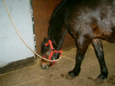 le cheval